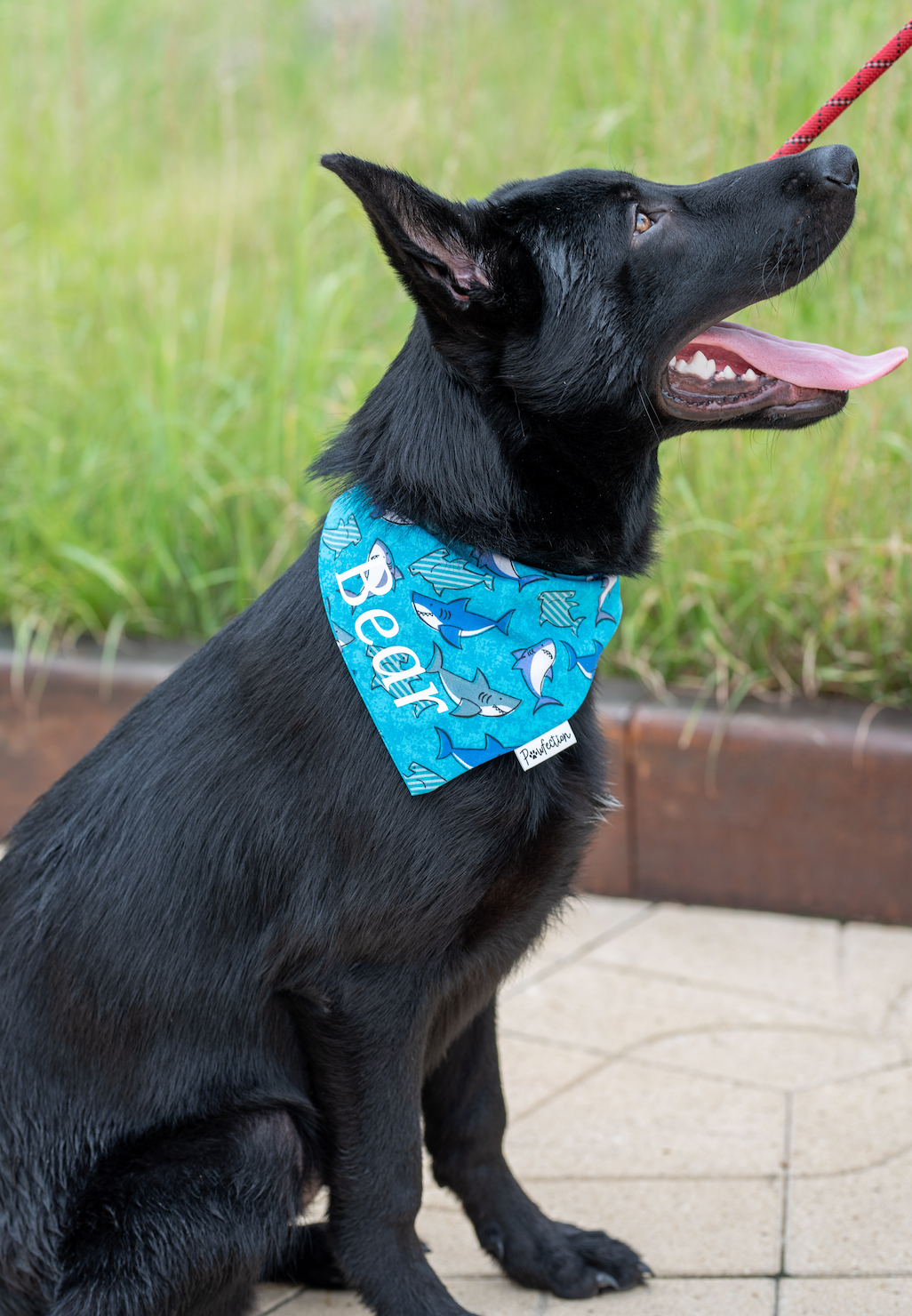 SHARK BANDANA