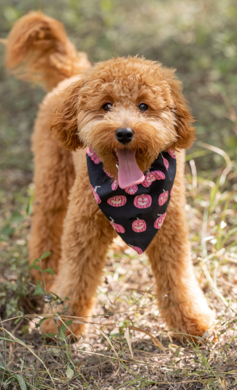 PINK PUMPKINS BANDANA