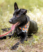 Load image into Gallery viewer, NAVY PUMPKIN BANDANA
