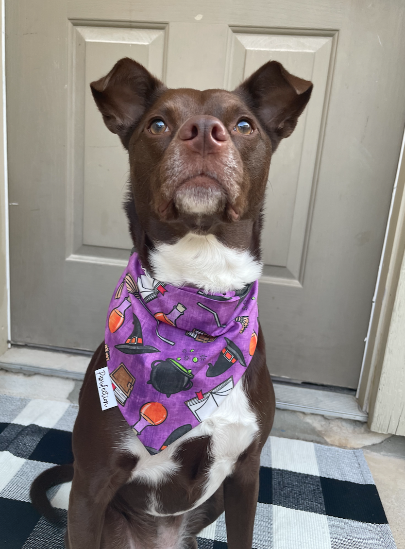 WITCHES BREW BANDANA